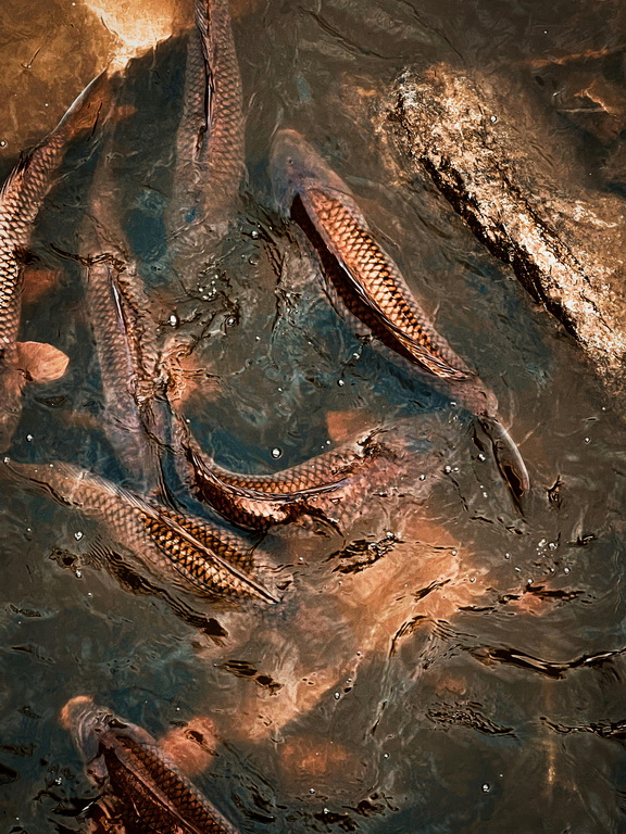 Rozmnażanie karpi koi: Jak przebiega tarło i jak odchować własny narybek?